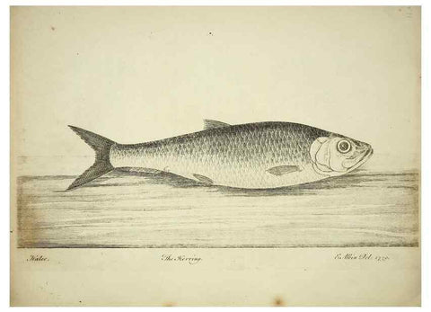 Reproducción/Reproduction 49680069898: The history of esculent fish. London :Printed for Edward Jeffery ..., Robert Faulder ..., J. Cuthell, and J. Deighton ... J. Walker ..., Hamilton and Co.,1794.. 