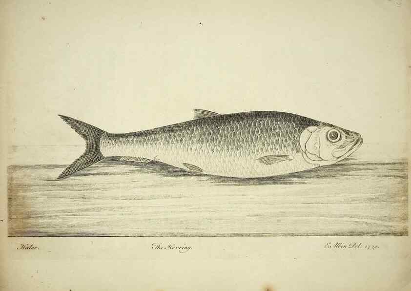 Reproducción/Reproduction 49680069898: The history of esculent fish. London :Printed for Edward Jeffery ..., Robert Faulder ..., J. Cuthell, and J. Deighton ... J. Walker ..., Hamilton and Co.,1794.. 