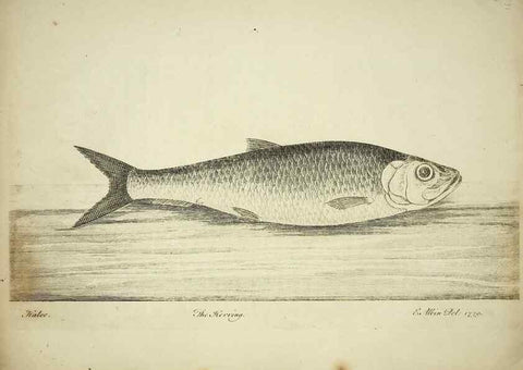 Reproducción/Reproduction 49680069898: The history of esculent fish. London :Printed for Edward Jeffery ..., Robert Faulder ..., J. Cuthell, and J. Deighton ... J. Walker ..., Hamilton and Co.,1794.. 
