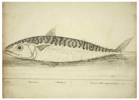 Reproducción/Reproduction 49680070058: The history of esculent fish. London :Printed for Edward Jeffery ..., Robert Faulder ..., J. Cuthell, and J. Deighton ... J. Walker ..., Hamilton and Co.,1794.. 