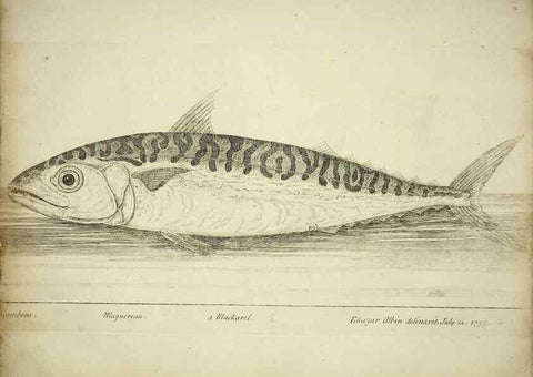 Reproducción/Reproduction 49680070058: The history of esculent fish. London :Printed for Edward Jeffery ..., Robert Faulder ..., J. Cuthell, and J. Deighton ... J. Walker ..., Hamilton and Co.,1794.. 