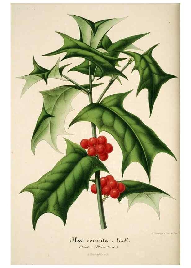 Reproducción/Reproduction 49684449057: L'Illustration horticole :. Gand, Belgium :Imprimerie et lithographie de F. et E. Gyselnyck,1854-1896.. 