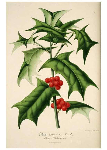 Reproducción/Reproduction 49684449057: L'Illustration horticole :. Gand, Belgium :Imprimerie et lithographie de F. et E. Gyselnyck,1854-1896.. 