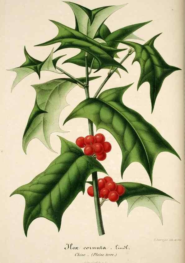 Reproducción/Reproduction 49684449057: L'Illustration horticole :. Gand, Belgium :Imprimerie et lithographie de F. et E. Gyselnyck,1854-1896.. 