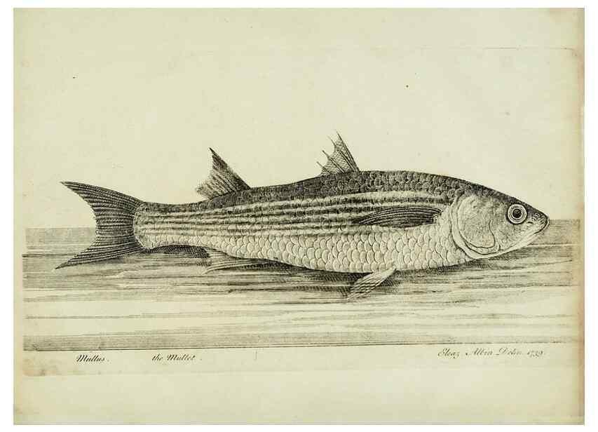 Reproducción/Reproduction 49680602206: The history of esculent fish. London :Printed for Edward Jeffery ..., Robert Faulder ..., J. Cuthell, and J. Deighton ... J. Walker ..., Hamilton and Co.,1794.. 