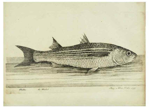 Reproducción/Reproduction 49680602206: The history of esculent fish. London :Printed for Edward Jeffery ..., Robert Faulder ..., J. Cuthell, and J. Deighton ... J. Walker ..., Hamilton and Co.,1794.. 