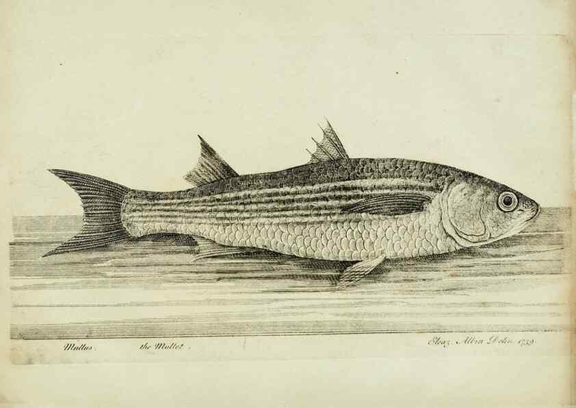 Reproducción/Reproduction 49680602206: The history of esculent fish. London :Printed for Edward Jeffery ..., Robert Faulder ..., J. Cuthell, and J. Deighton ... J. Walker ..., Hamilton and Co.,1794.. 