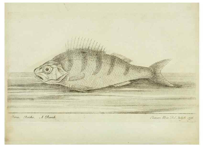 Reproducción/Reproduction 49680602751: The history of esculent fish. London :Printed for Edward Jeffery ..., Robert Faulder ..., J. Cuthell, and J. Deighton ... J. Walker ..., Hamilton and Co.,1794.. 