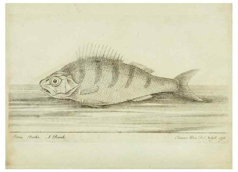 Reproducción/Reproduction 49680602751: The history of esculent fish. London :Printed for Edward Jeffery ..., Robert Faulder ..., J. Cuthell, and J. Deighton ... J. Walker ..., Hamilton and Co.,1794.. 