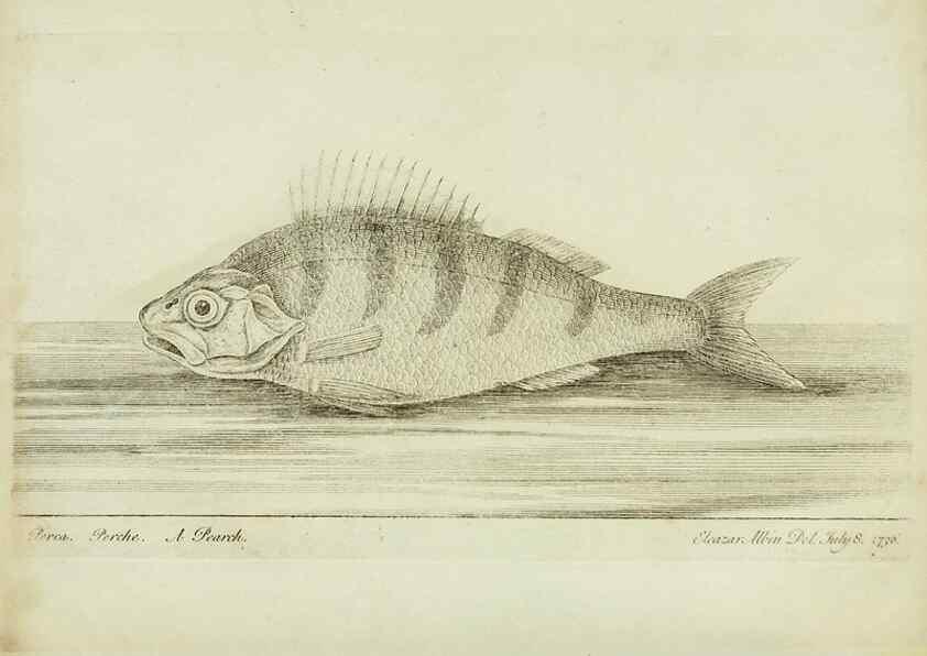 Reproducción/Reproduction 49680602751: The history of esculent fish. London :Printed for Edward Jeffery ..., Robert Faulder ..., J. Cuthell, and J. Deighton ... J. Walker ..., Hamilton and Co.,1794.. 