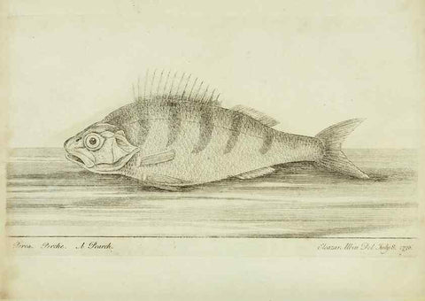 Reproducción/Reproduction 49680602751: The history of esculent fish. London :Printed for Edward Jeffery ..., Robert Faulder ..., J. Cuthell, and J. Deighton ... J. Walker ..., Hamilton and Co.,1794.. 