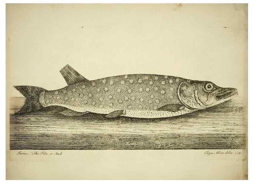 Reproducción/Reproduction 49680894022: The history of esculent fish. London :Printed for Edward Jeffery ..., Robert Faulder ..., J. Cuthell, and J. Deighton ... J. Walker ..., Hamilton and Co.,1794.. 