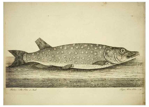 Reproducción/Reproduction 49680894022: The history of esculent fish. London :Printed for Edward Jeffery ..., Robert Faulder ..., J. Cuthell, and J. Deighton ... J. Walker ..., Hamilton and Co.,1794.. 
