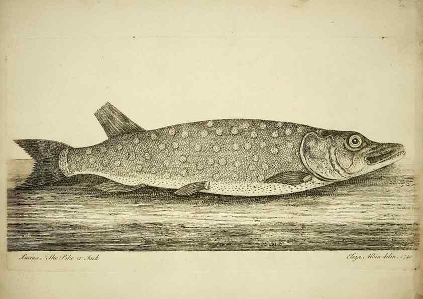 Reproducción/Reproduction 49680894022: The history of esculent fish. London :Printed for Edward Jeffery ..., Robert Faulder ..., J. Cuthell, and J. Deighton ... J. Walker ..., Hamilton and Co.,1794.. 