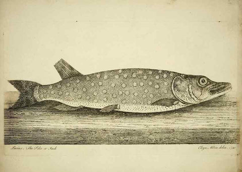 Reproducción/Reproduction 49680894022: The history of esculent fish. London :Printed for Edward Jeffery ..., Robert Faulder ..., J. Cuthell, and J. Deighton ... J. Walker ..., Hamilton and Co.,1794.. 