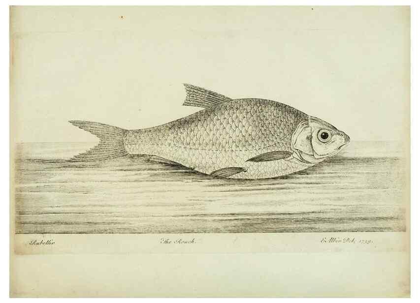 Reproducción/Reproduction 49680603201: The history of esculent fish. London :Printed for Edward Jeffery ..., Robert Faulder ..., J. Cuthell, and J. Deighton ... J. Walker ..., Hamilton and Co.,1794.. 