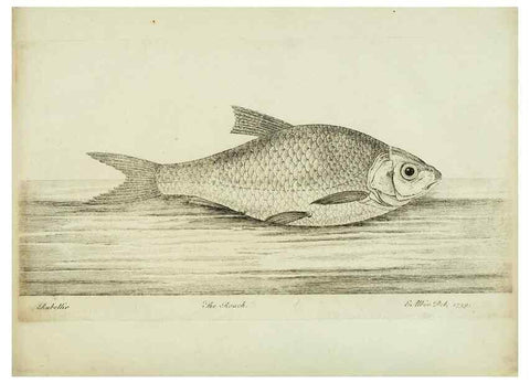 Reproducción/Reproduction 49680603201: The history of esculent fish. London :Printed for Edward Jeffery ..., Robert Faulder ..., J. Cuthell, and J. Deighton ... J. Walker ..., Hamilton and Co.,1794.. 