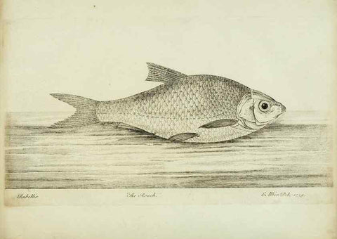 Reproducción/Reproduction 49680603201: The history of esculent fish. London :Printed for Edward Jeffery ..., Robert Faulder ..., J. Cuthell, and J. Deighton ... J. Walker ..., Hamilton and Co.,1794.. 