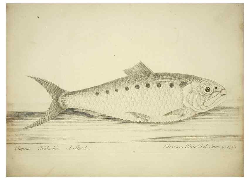 Reproducción/Reproduction 49680894427: The history of esculent fish. London :Printed for Edward Jeffery ..., Robert Faulder ..., J. Cuthell, and J. Deighton ... J. Walker ..., Hamilton and Co.,1794.. 