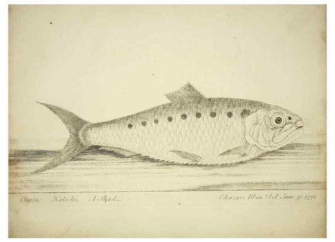 Reproducción/Reproduction 49680894427: The history of esculent fish. London :Printed for Edward Jeffery ..., Robert Faulder ..., J. Cuthell, and J. Deighton ... J. Walker ..., Hamilton and Co.,1794.. 