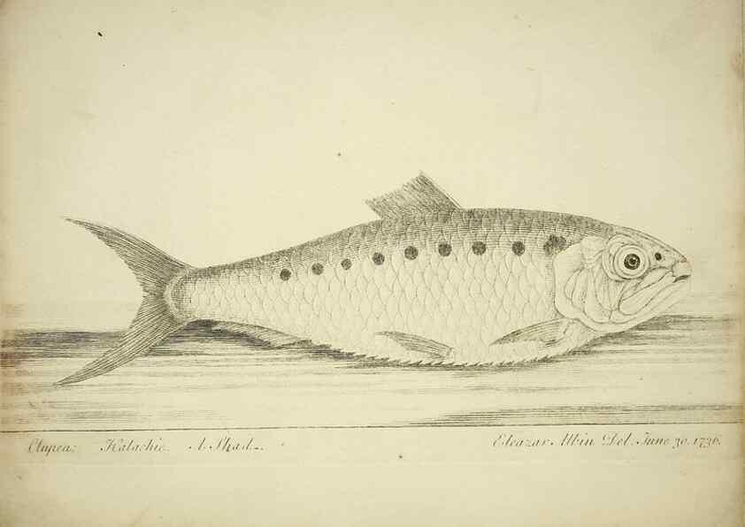 Reproducción/Reproduction 49680894427: The history of esculent fish. London :Printed for Edward Jeffery ..., Robert Faulder ..., J. Cuthell, and J. Deighton ... J. Walker ..., Hamilton and Co.,1794.. 
