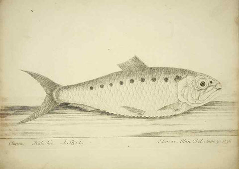 Reproducción/Reproduction 49680894427: The history of esculent fish. London :Printed for Edward Jeffery ..., Robert Faulder ..., J. Cuthell, and J. Deighton ... J. Walker ..., Hamilton and Co.,1794.. 