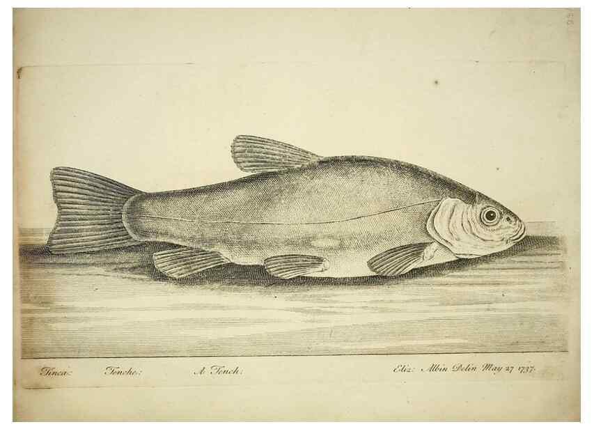Reproducción/Reproduction 49680894677: The history of esculent fish. London :Printed for Edward Jeffery ..., Robert Faulder ..., J. Cuthell, and J. Deighton ... J. Walker ..., Hamilton and Co.,1794.. 