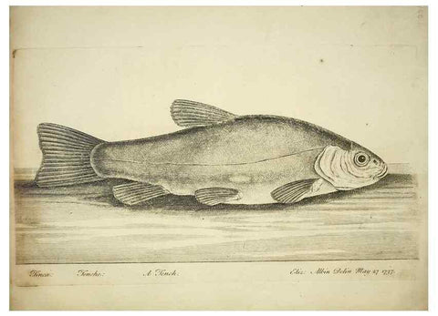 Reproducción/Reproduction 49680894677: The history of esculent fish. London :Printed for Edward Jeffery ..., Robert Faulder ..., J. Cuthell, and J. Deighton ... J. Walker ..., Hamilton and Co.,1794.. 