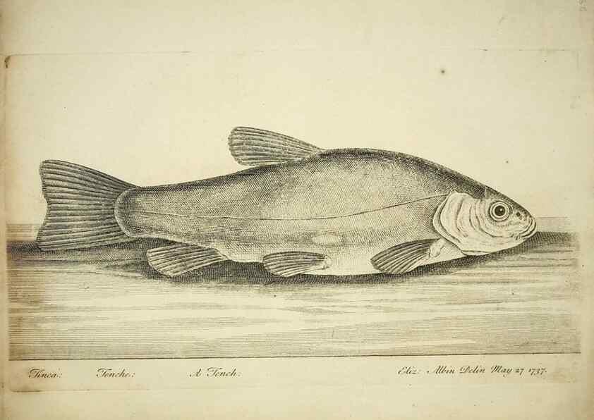 Reproducción/Reproduction 49680894677: The history of esculent fish. London :Printed for Edward Jeffery ..., Robert Faulder ..., J. Cuthell, and J. Deighton ... J. Walker ..., Hamilton and Co.,1794.. 
