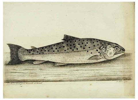 Reproducción/Reproduction 49680071733: The history of esculent fish. London :Printed for Edward Jeffery ..., Robert Faulder ..., J. Cuthell, and J. Deighton ... J. Walker ..., Hamilton and Co.,1794.. 