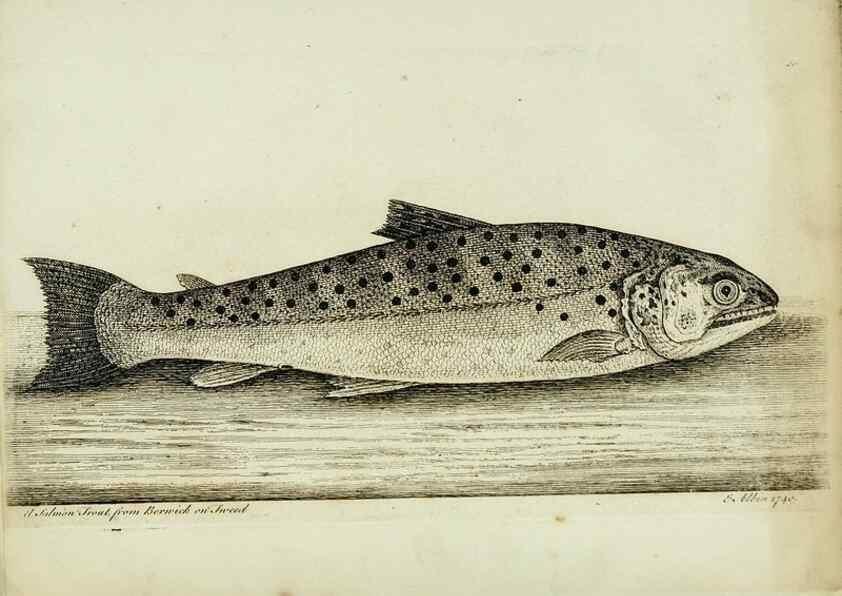 Reproducción/Reproduction 49680071733: The history of esculent fish. London :Printed for Edward Jeffery ..., Robert Faulder ..., J. Cuthell, and J. Deighton ... J. Walker ..., Hamilton and Co.,1794.. 