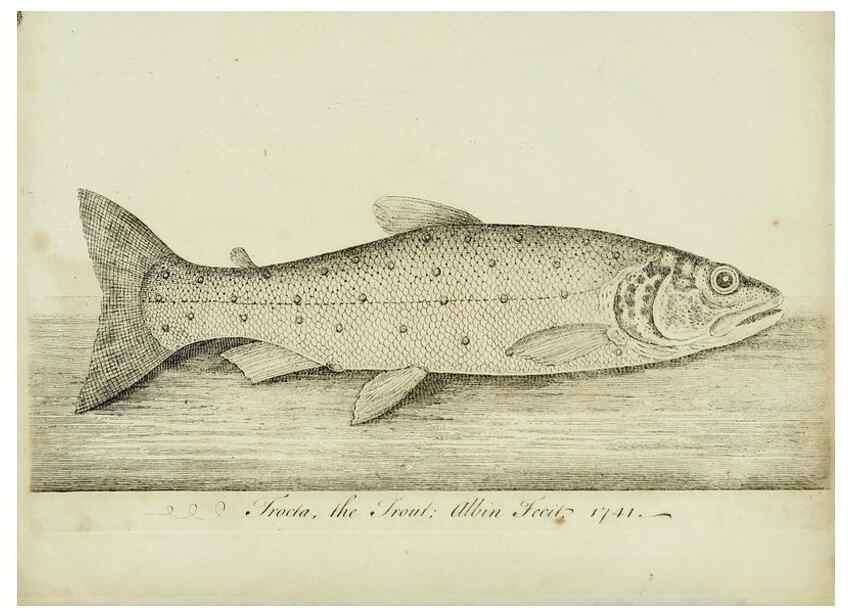 Reproducción/Reproduction 49680895057: The history of esculent fish. London :Printed for Edward Jeffery ..., Robert Faulder ..., J. Cuthell, and J. Deighton ... J. Walker ..., Hamilton and Co.,1794.. 
