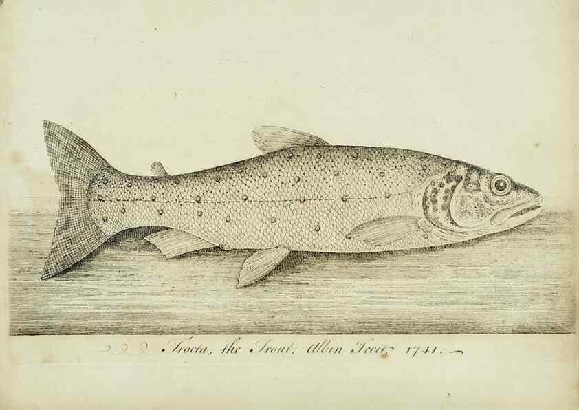 Reproducción/Reproduction 49680895057: The history of esculent fish. London :Printed for Edward Jeffery ..., Robert Faulder ..., J. Cuthell, and J. Deighton ... J. Walker ..., Hamilton and Co.,1794.. 