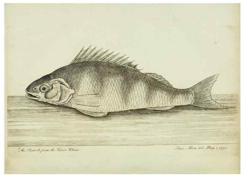 Reproducción/Reproduction 49680893497: The history of esculent fish. London :Printed for Edward Jeffery ..., Robert Faulder ..., J. Cuthell, and J. Deighton ... J. Walker ..., Hamilton and Co.,1794.. 