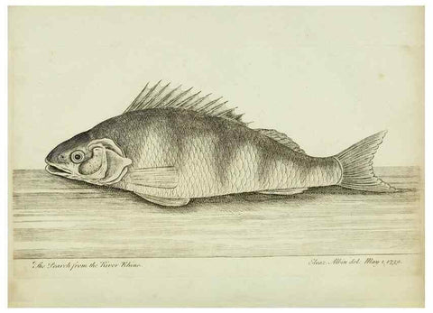 Reproducción/Reproduction 49680893497: The history of esculent fish. London :Printed for Edward Jeffery ..., Robert Faulder ..., J. Cuthell, and J. Deighton ... J. Walker ..., Hamilton and Co.,1794.. 
