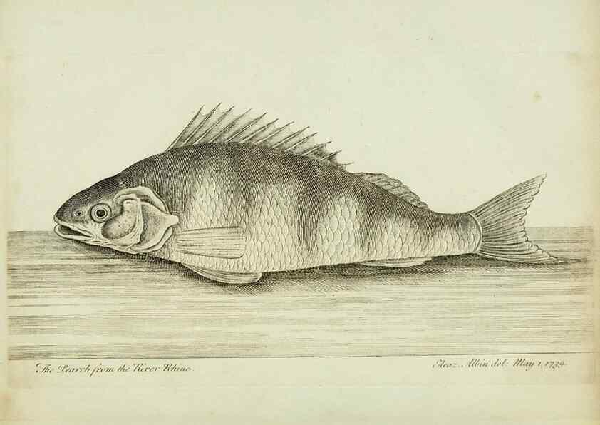 Reproducción/Reproduction 49680893497: The history of esculent fish. London :Printed for Edward Jeffery ..., Robert Faulder ..., J. Cuthell, and J. Deighton ... J. Walker ..., Hamilton and Co.,1794.. 