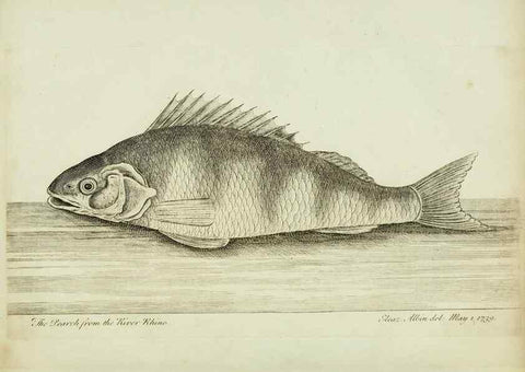 Reproducción/Reproduction 49680893497: The history of esculent fish. London :Printed for Edward Jeffery ..., Robert Faulder ..., J. Cuthell, and J. Deighton ... J. Walker ..., Hamilton and Co.,1794.. 