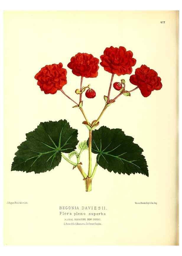 Reproducción/Reproduction 49680537606: The floral magazine;. London,L. Reeve & Co.. 