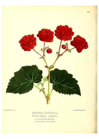 Reproducción/Reproduction 49680537606: The floral magazine;. London,L. Reeve & Co.. 