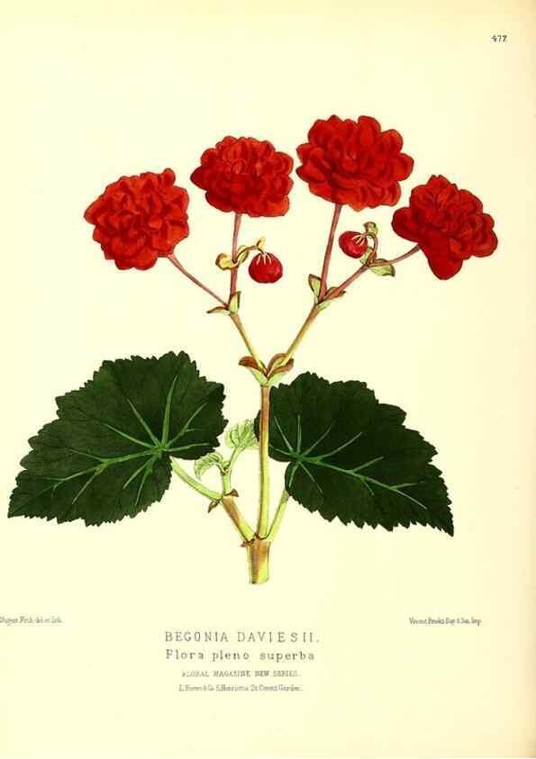 Reproducción/Reproduction 49680537606: The floral magazine;. London,L. Reeve & Co.. 