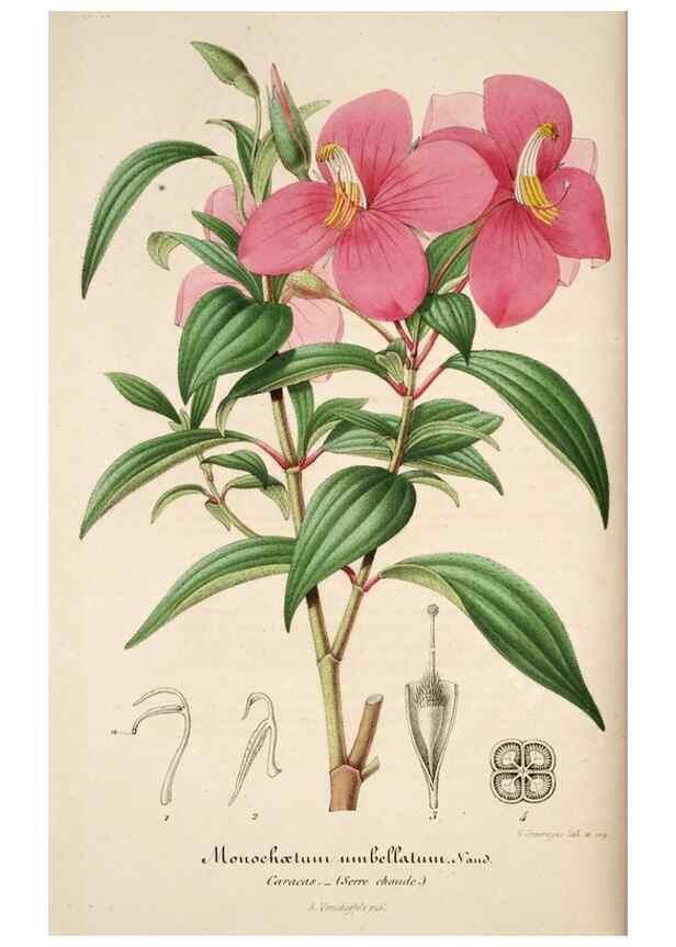 Reproducción/Reproduction 49684157141: L'Illustration horticole :. Gand, Belgium :Imprimerie et lithographie de F. et E. Gyselnyck,1854-1896.. 
