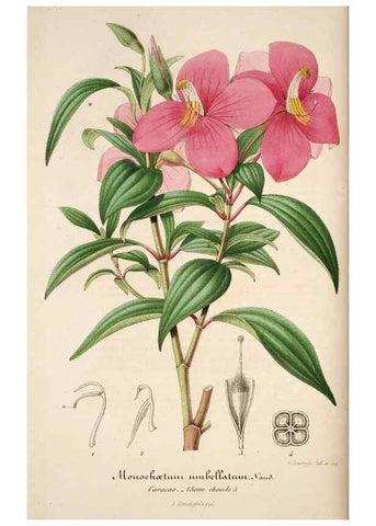 Reproducción/Reproduction 49684157141: L'Illustration horticole :. Gand, Belgium :Imprimerie et lithographie de F. et E. Gyselnyck,1854-1896.. 
