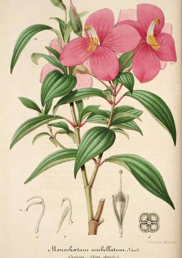 Reproducción/Reproduction 49684157141: L'Illustration horticole :. Gand, Belgium :Imprimerie et lithographie de F. et E. Gyselnyck,1854-1896.. 