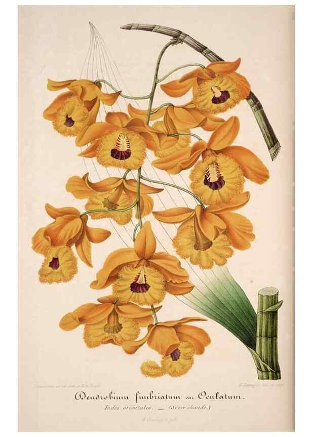 Reproducción/Reproduction 49684450102: L'Illustration horticole :. Gand, Belgium :Imprimerie et lithographie de F. et E. Gyselnyck,1854-1896.. 
