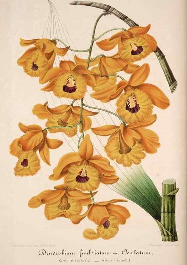 Reproducción/Reproduction 49684450102: L'Illustration horticole :. Gand, Belgium :Imprimerie et lithographie de F. et E. Gyselnyck,1854-1896.. 