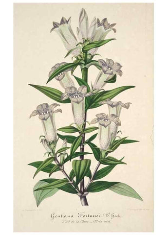 Reproducción/Reproduction 49684164961: L'Illustration horticole :. Gand, Belgium :Imprimerie et lithographie de F. et E. Gyselnyck,1854-1896.. 