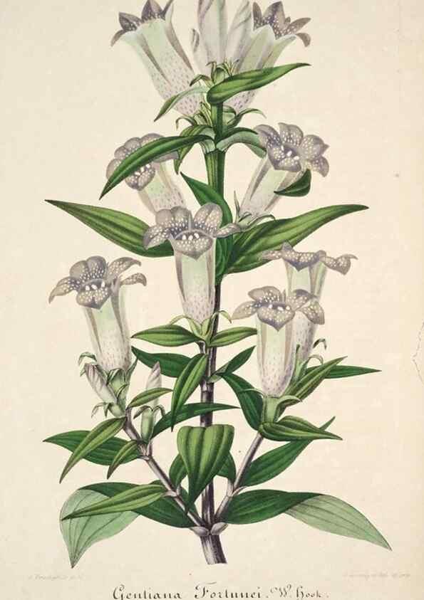 Reproducción/Reproduction 49684164961: L'Illustration horticole :. Gand, Belgium :Imprimerie et lithographie de F. et E. Gyselnyck,1854-1896.. 