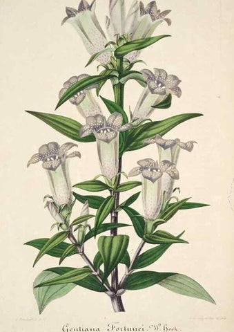 Reproducción/Reproduction 49684164961: L'Illustration horticole :. Gand, Belgium :Imprimerie et lithographie de F. et E. Gyselnyck,1854-1896.. 