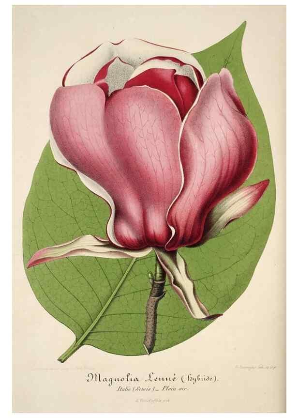 Reproducción/Reproduction 49684165446: L'Illustration horticole :. Gand, Belgium :Imprimerie et lithographie de F. et E. Gyselnyck,1854-1896.. 