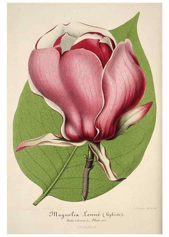 Reproducción/Reproduction 49684165446: L'Illustration horticole :. Gand, Belgium :Imprimerie et lithographie de F. et E. Gyselnyck,1854-1896.. 